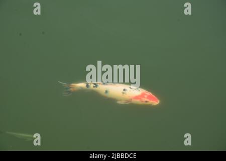 Schicke Goldfische in einem Teich im Suzhou Park Stockfoto