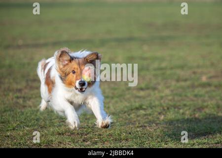 Sheltie konzentrierte sich auf das Laufen im Gras im Hundepark. Tennisball, der ein Auge bedeckt. Hunde haben Spaß Stockfoto