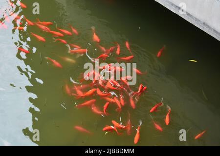 Schicke Goldfische in einem Teich im Suzhou Park Stockfoto