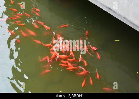 Schicke Goldfische in einem Teich im Suzhou Park Stockfoto