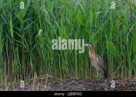 Bittern Botaurus stellaris posiert und kriecht vor einem Schilfbett im RSPB-Naturschutzgebiet von Lakenheath Fen in Suffolk, Großbritannien Stockfoto