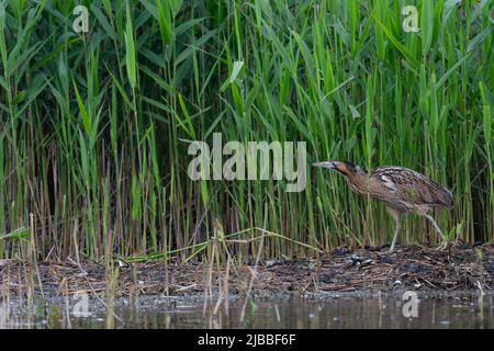 Bittern Botaurus stellaris posiert und kriecht vor einem Schilfbett im RSPB-Naturschutzgebiet von Lakenheath Fen in Suffolk, Großbritannien Stockfoto