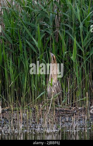 Bittern Botaurus stellaris posiert und kriecht vor einem Schilfbett im RSPB-Naturschutzgebiet von Lakenheath Fen in Suffolk, Großbritannien Stockfoto