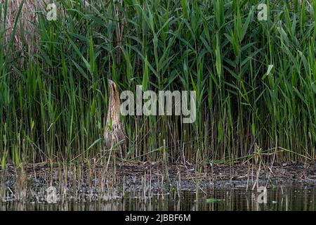 Bittern Botaurus stellaris posiert und kriecht vor einem Schilfbett im RSPB-Naturschutzgebiet von Lakenheath Fen in Suffolk, Großbritannien Stockfoto