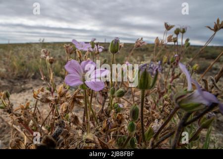 Erodium-Botrys nannten den Langschnabelstorchschnabel, den Mittelmeerstorchschnabel und die Laubfilaree eine invasive Blütenpflanze in Kalifornien. Stockfoto