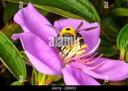 Great Barbenter Bees in Dowse Lagoon Stockfoto
