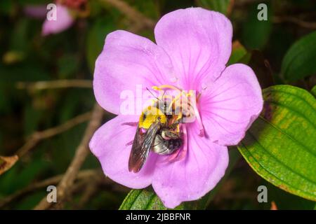Great Barbenter Bees in Dowse Lagoon Stockfoto