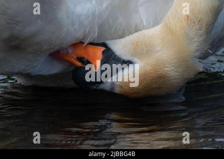 Erwachsene stumm Schwan Cygnus färben auf niedrigem Niveau auf einem Körper aus Wasser in Suffolk, Großbritannien Stockfoto