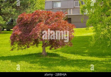 Rotes Laub des weinenden Laceleaf japanischen Ahornbaums Acer palmatum im Garten. Straßenfoto, Niemand, selektiver Fokus Stockfoto