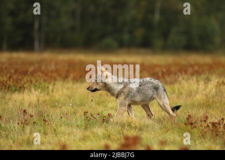 Wolf Junge läuft im Blütengras Wolf aus Finnland. Grauer Wolf, Canis lupus, auf der Sommerwiese. Wolf im Naturlebensraum. Stockfoto