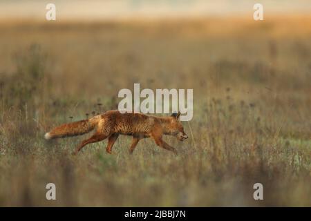 Der Rotfuchs Vulpes vulpes sucht auf einer Wiese nach Futter. Fuchs mit orangefarbenem Fell auf grünem Gras bei Sonnenaufgang Stockfoto