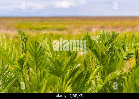 Artemisia annua Zweig isoliert auf natürlichem Hintergrund. Süßes Wermut, Süße annie, süßes Sagewort oder jährliche Wermut Pflanze. Niemand, selektiver Fokus, Stockfoto