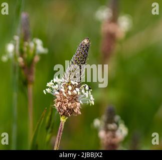 Büschel-Ribwort Plantago lanceolata auf natürlichem Hintergrund. Kraut in der alternativen Medizin verwendet. Nahaufnahme der Wegerich-Pflanze. Geringe Schärfentiefe. Stockfoto