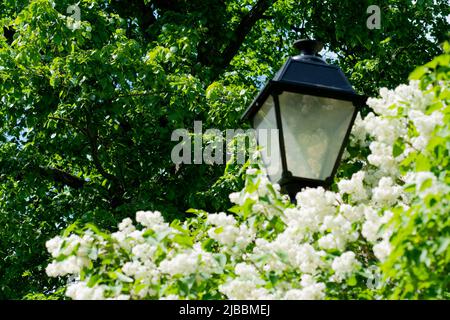 Lila Frühling Garten lila Natur Blume Zweig Laterne Park Pflanze, für die Gartenarbeit bunt für die Stadt aus Beauty-Tourismus, Jahreszeit Himmel. Street chinese Stockfoto