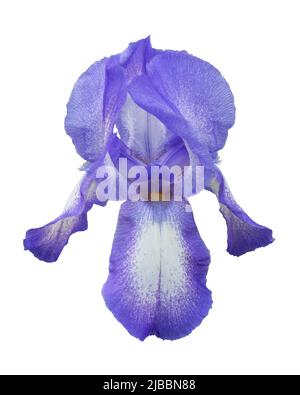 Kopf der violetten Iris Blume isoliert auf weißem Hintergrund Stockfoto