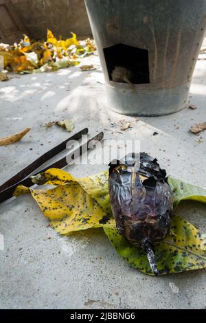 Ganze geröstete Aubergine oder Brinjal in einem traditionellen Ton Angeethi oder Kamin in Nordindien. Stockfoto