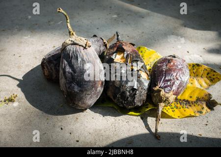 Ganze geröstete Aubergine oder Brinjal in einem traditionellen Ton Angeethi oder Kamin in Nordindien. Stockfoto