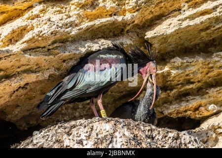 Nordkahl-Ibis - Geronticus eremita - am Nestplatz in Südspanien Stockfoto