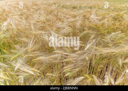 Weizenfeld im Frühjahr in der Ebene. Elsass, Frankreich. Stockfoto