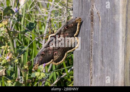 Riesige Pfauenfalter - Saturnia pyri - Saturniidae. Weiblich. Bolonia, Andalusien, Spanien. Stockfoto