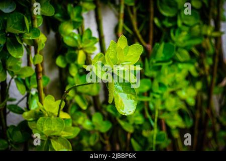Pflanzen an einer Wand mit großen grünen Blättern Stockfoto