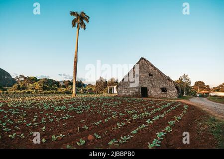 Tabaksprossen im Vordergrund. Tabakschuppen oder Tabakscheune zum Trocknen von Tabakblättern in Kuba, Provinz Pinar del Rio Stockfoto