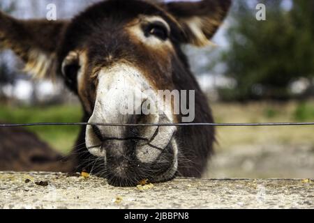 Esel, der Brot in Stall isst, lustige Tiere, Säugetiere Stockfoto