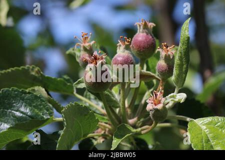 Die kleinen Eierstöcke der Birne auf dem Ast des Baumes. Birnenzweig mit jungen Früchten (Eierstöcke). Frühling im Obstgarten. Selektiver Fokus. Stockfoto