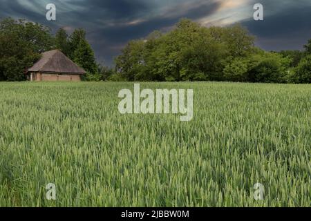 Stürmischer Himmel über dem ukrainischen Dorf. Verlassenes Haus. Weizenfeld im Vordergrund. Selektiver Fokus. Das Konzept des russischen Angriffs auf die Ukraine Stockfoto