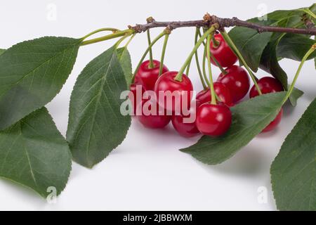 Sauerkirschen, Blätter, Zweig isoliert auf weißem Hintergrund. Nahaufnahme. Stockfoto
