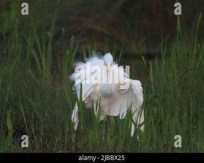 Ein nicht-brütender Großreiher, der Anfang Juni, in der Brutsaison, einen gelben Schnabel zeigt. Stockfoto