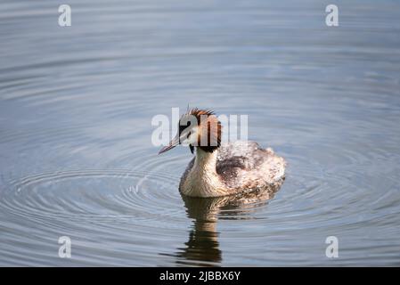 Schönes Porträt des bunten Greens Podiceps cristatus auf dem Wasser im See im Frühling Stockfoto