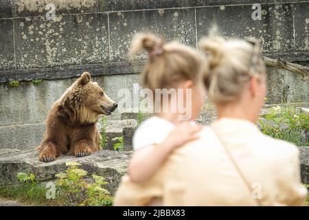 Bärenpark Bern. Die Bärengraben ist eines der beliebtesten Touristenziele für Kinder. Bern, Schweiz - Juni 2022 Stockfoto