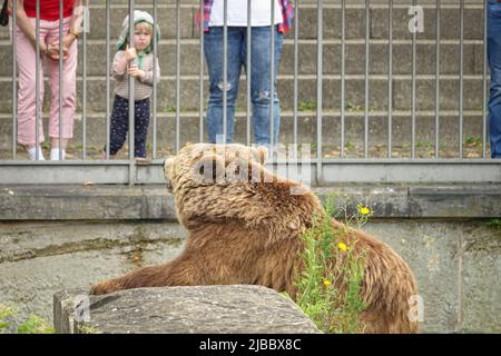Bärenpark Bern. Die Bärengraben ist eines der beliebtesten Touristenziele für Kinder. Bern, Schweiz - Juni 2022 Stockfoto