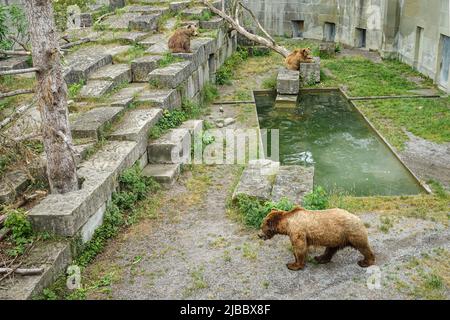 Bärenpark Bern. Die Bärengraben ist eines der beliebtesten Touristenziele für Kinder. Bern, Schweiz - Juni 2022 Stockfoto