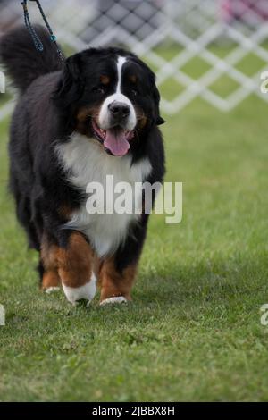 Berner Sennenhund bei einer Hundeausstellung in New York zur Kamera Stockfoto