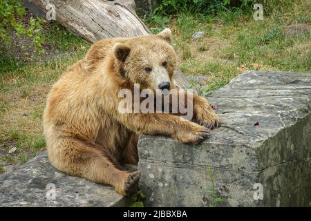 Braunbär in Bern, Schweiz Stockfoto