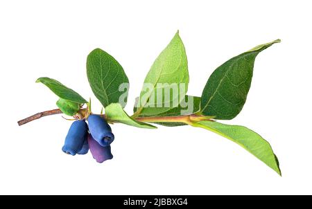 Zweig des Geißbärsches mit blauen Beeren isoliert auf weiß Stockfoto