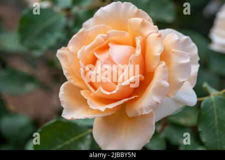 Lachsfarbene Rosenblüte auf weißem Hintergrund. Pfirsichrose Stockfoto