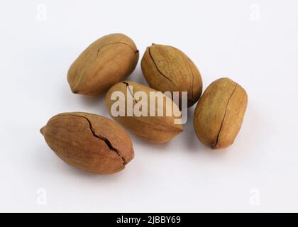 Pekannüsse in ihren Muscheln auf weißem Hintergrund. Ein paar ungeschälte Nüsse. Gerissene Nussschale Stockfoto