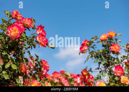Schöner Rosenbusch gegen blauen Himmel mit weißen Wolken. Feurige Rosen gegen den blauen Himmel Stockfoto