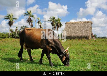 Kuh in cuban Tobacco Trockenhaus, Valle de Vinales, Pinar del Rio, Kuba, Karibik Stockfoto