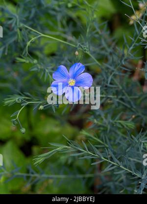 Blauer Flachs, Lint oder Mehrjähriger Flachs in voller Blüte. Botanischer Garten, KIT Karlsruhe, Deutschland, Europa Stockfoto