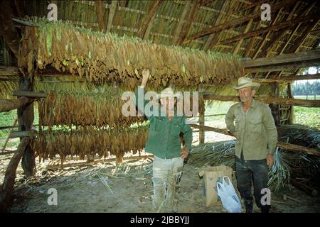 Kubanischer Tabakbauer in einer Tabaktrocknungsanlage, Valle de Vinales, Pinar del Rio, Kuba, Karibik Stockfoto