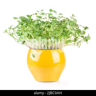 Gekeimt Rettich Samen Microgreens. Vegan und gesund essen. Saatgutbildung zu Hause. Stockfoto