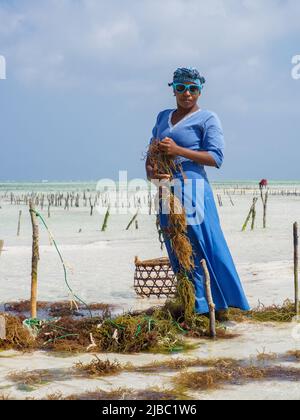 Paje, Sansibar - Jan, 2021: Frau in traditioneller Kleidung arbeitet auf der Algenplantage im Indischen Ozean. Tansania, Afrika Stockfoto