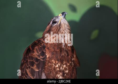 Der gemeine Bussard, Buteo buteo, schaut nach oben. Wildvögel leben im Zoo-Gehege. Hochformat. Nahaufnahme. Stockfoto