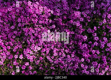 Getuftete Phlox (Phlox douglasii) 'Crackerjack' blüht Anfang Juni in der Pflanzenküche. Hochwertige Fotos Stockfoto