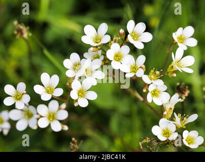 Wiesensaxifrage blüht Stockfoto