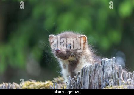 Porträt von niedlichen jungen Marder im Freien. Horizontal. Stockfoto